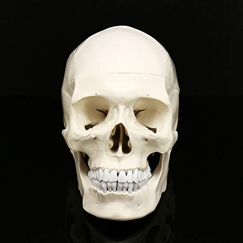 XIOFYA 1pc Equipo Humano Skull Modelo Anatómico Arte Haunted Casa Partido Replica Decoración Decoración Médico Enseñanza Skeleton Rastring