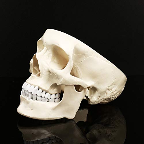 XIOFYA 1pc Equipo Humano Skull Modelo Anatómico Arte Haunted Casa Partido Replica Decoración Decoración Médico Enseñanza Skeleton Rastring