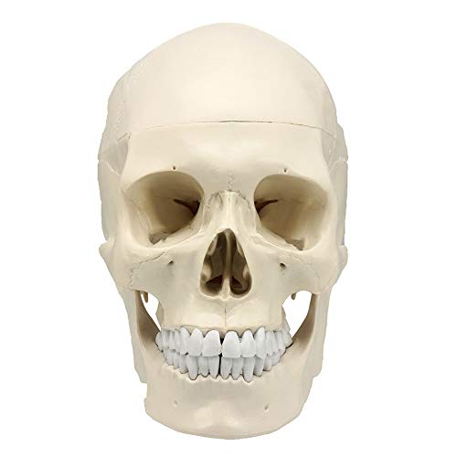 XIOFYA 1pc Equipo Humano Skull Modelo Anatómico Arte Haunted Casa Partido Replica Decoración Decoración Médico Enseñanza Skeleton Rastring