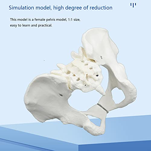 Modelo Pélvico Femenino De Tamaño Natural, Modelo De Esqueleto De Pelvis Humana, Modelo De Huesos Pélvicos Anatómicos Médicos para La Enseñanza De La Exhibición del Estudio del Aula De Ciencias