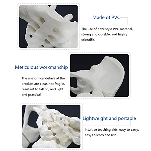 Modelo Pélvico Femenino De Tamaño Natural, Modelo De Esqueleto De Pelvis Humana, Modelo De Huesos Pélvicos Anatómicos Médicos para La Enseñanza De La Exhibición del Estudio del Aula De Ciencias