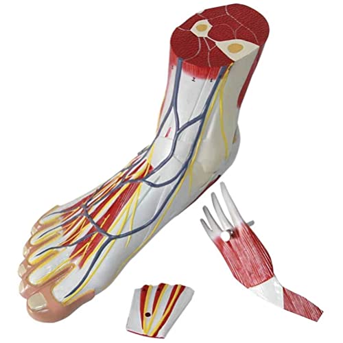 WWJJLL Modelo De Anatomía del Pie Humano, Anatomía Jerárquica Plantar Médica Articulación del Pie Músculo Neurovascular Estructura del Ligamento Modelo De Enseñanza De Signos Digitales