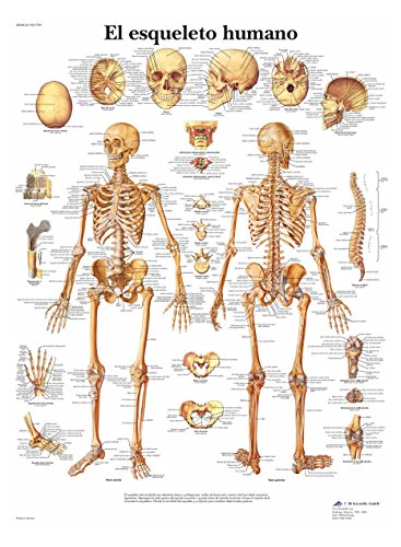 3B Scientific Póster Anatómico, el Esqueleto Humano