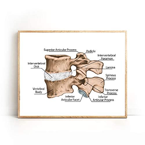 APAZSH Cuadros decoracionPóster Educativo de anatomía médica con Huella ósea de vértebras lumbares humanas Arte de Pared de Oficina ortopédica Pintura decorativa60x90cm x1 Sin Marco