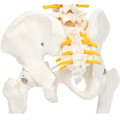 Axis científica en miniatura modelo de anatomía de la columna vertebral, incluye los nervios y viene con resistente soporte columna vertebral