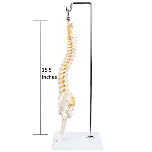 Axis científica en miniatura modelo de anatomía de la columna vertebral, incluye los nervios y viene con resistente soporte columna vertebral