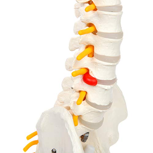 Axis científica en miniatura modelo de anatomía de la columna vertebral, incluye los nervios y viene con resistente soporte columna vertebral