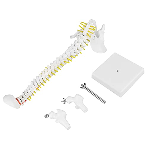 Columna Vertebral Flexible extraíble de 45 cm Columna Vertebral Modelo de médula espinal con vértebras Nervios Arterias Columna Lumbar y Pelvis Masculina Incluye Soporte para la enseñanza del Estudio