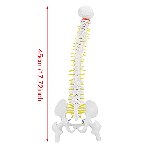 Columna Vertebral Flexible extraíble de 45 cm Columna Vertebral Modelo de médula espinal con vértebras Nervios Arterias Columna Lumbar y Pelvis Masculina Incluye Soporte para la enseñanza del Estudio