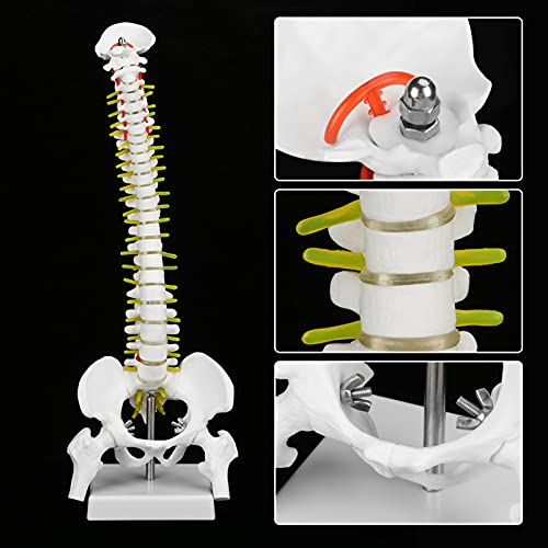 Columna Vertebral Flexible extraíble de 45 cm Columna Vertebral Modelo de médula espinal con vértebras Nervios Arterias Columna Lumbar y Pelvis Masculina Incluye Soporte para la enseñanza del Estudio