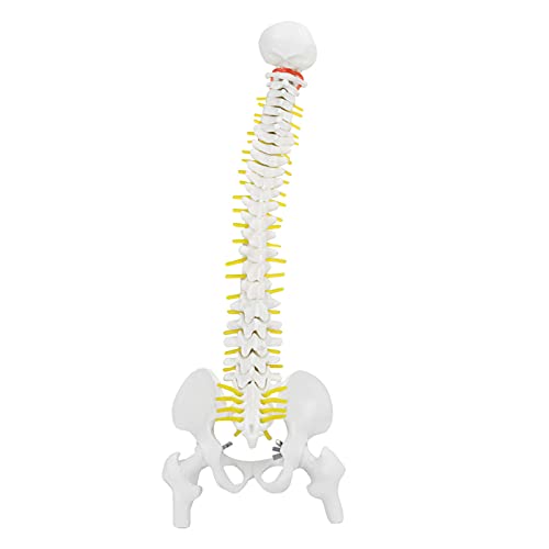 Columna Vertebral Flexible extraíble de 45 cm Columna Vertebral Modelo de médula espinal con vértebras Nervios Arterias Columna Lumbar y Pelvis Masculina Incluye Soporte para la enseñanza del Estudio