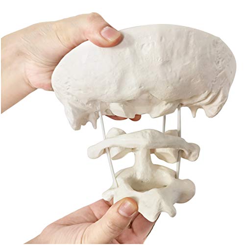 FHUILI Modelo Educativo Modelo de occiputa - Modelo de Espina Cervical Humano Modelo de Hueso Occipital Material de PVC Atlas y Eje con Modelo óseo Occipital para la enseñanza médica Ayuda,A