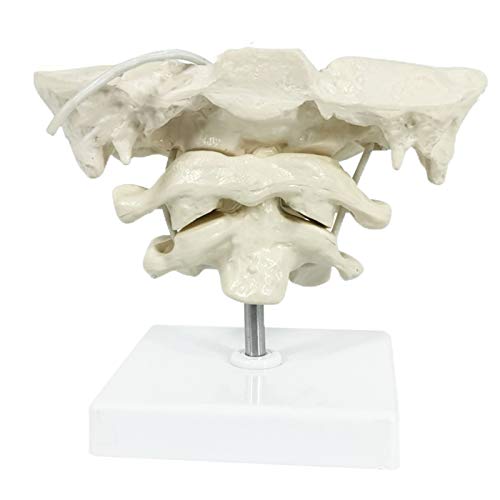 FHUILI Modelo Educativo Modelo de occiputa - Modelo de Espina Cervical Humano Modelo de Hueso Occipital Material de PVC Atlas y Eje con Modelo óseo Occipital para la enseñanza médica Ayuda,A