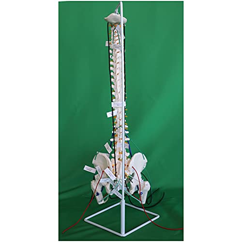 K99 Columna Vertebral quiropráctica Flexible - Modelo de anatomía de la Columna Vertebral - con Cadena Muscular, vértebras, Nervios, arterias, Columna Lumbar y Pelvis, tamaño Real, 33,4"de Altura