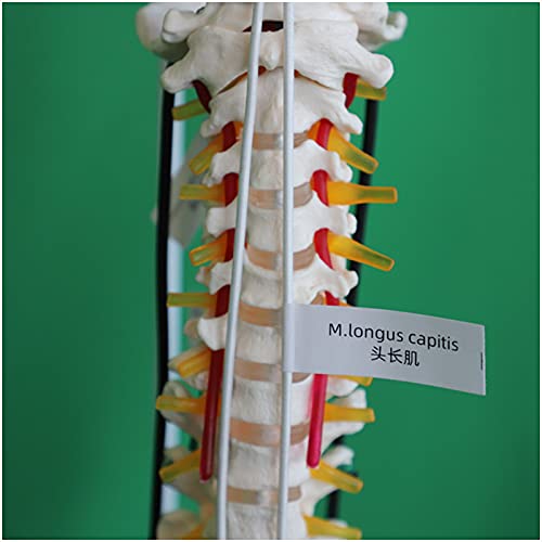 K99 Columna Vertebral quiropráctica Flexible - Modelo de anatomía de la Columna Vertebral - con Cadena Muscular, vértebras, Nervios, arterias, Columna Lumbar y Pelvis, tamaño Real, 33,4"de Altura