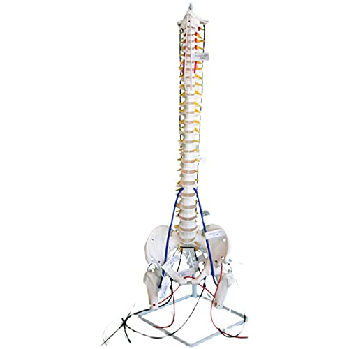 K99 Columna Vertebral quiropráctica Flexible - Modelo de anatomía de la Columna Vertebral - con Cadena Muscular, vértebras, Nervios, arterias, Columna Lumbar y Pelvis, tamaño Real, 33,4"de Altura