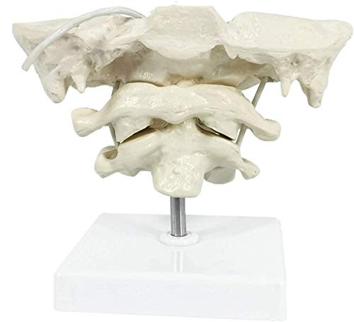 LXT PANDA Modelo de Columna Cervical Humana Modelo de Hueso Occipital, Modelo Educativo Modelo de occipucio Atlas de Material de PVC y Eje con Modelo de Hueso Occipital para Ayuda a la formación