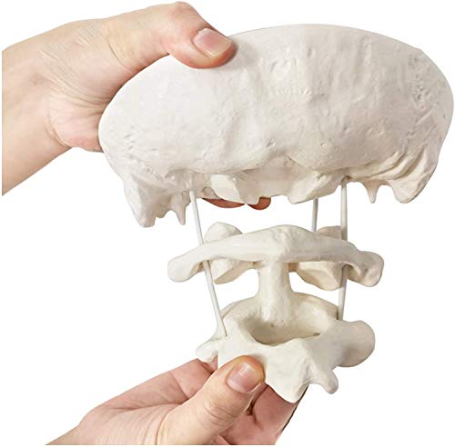 LXT PANDA Modelo de Columna Cervical Humana Modelo de Hueso Occipital, Modelo Educativo Modelo de occipucio Atlas de Material de PVC y Eje con Modelo de Hueso Occipital para Ayuda a la formación