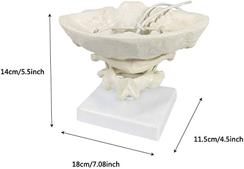LXT PANDA Modelo de Columna Cervical Humana Modelo de Hueso Occipital, Modelo Educativo Modelo de occipucio Atlas de Material de PVC y Eje con Modelo de Hueso Occipital para Ayuda a la formación