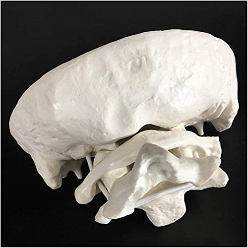 Modelo de anatomía, Atlas y eje con el modelo óseo occipital - Modelo de hueso occipital humano - Material de PVC Modelo de vértebra cervical para ayuda médica de capacitación educativa para demostrac