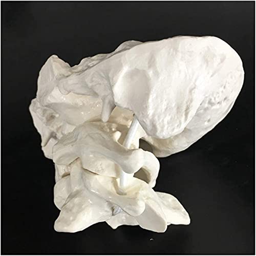 Modelo de anatomía, Atlas y eje con el modelo óseo occipital - Modelo de hueso occipital humano - Material de PVC Modelo de vértebra cervical para ayuda médica de capacitación educativa para demostrac