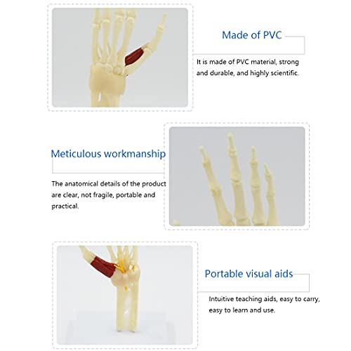 Modelo De Articulación De Mano De Tamaño Natural, Modelo De Esqueleto De Mano Humana con Músculos De Ligamento, Modelo De Articulación De Mano Anatómica Médica para Enseñanza De Estudios