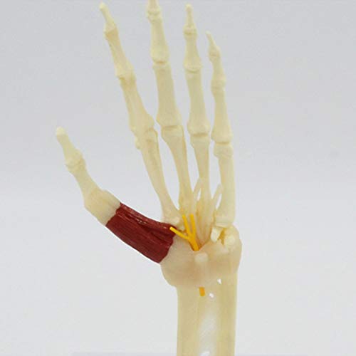 Modelo De Articulación De Mano De Tamaño Natural, Modelo De Esqueleto De Mano Humana con Músculos De Ligamento, Modelo De Articulación De Mano Anatómica Médica para Enseñanza De Estudios