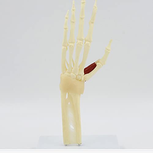 Modelo De Articulación De Mano De Tamaño Natural, Modelo De Esqueleto De Mano Humana con Músculos De Ligamento, Modelo De Articulación De Mano Anatómica Médica para Enseñanza De Estudios