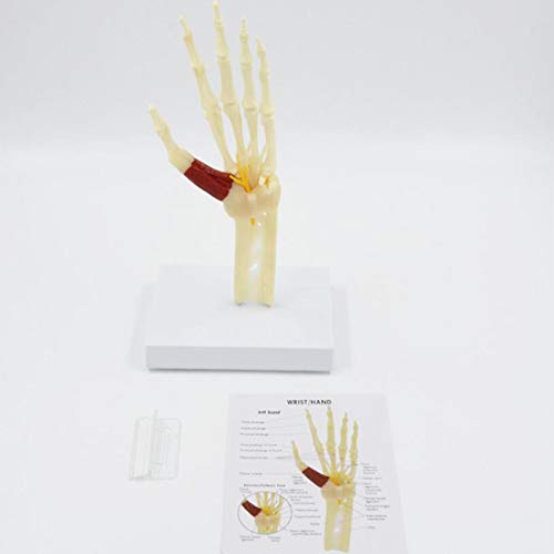 Modelo De Articulación De Mano De Tamaño Natural, Modelo De Esqueleto De Mano Humana con Músculos De Ligamento, Modelo De Articulación De Mano Anatómica Médica para Enseñanza De Estudios