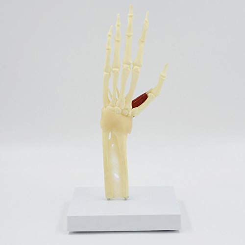 Modelo De Articulación De Mano De Tamaño Natural, Modelo De Esqueleto De Mano Humana con Músculos De Ligamento, Modelo De Articulación De Mano Anatómica Médica para Enseñanza De Estudios