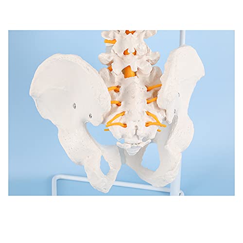 Modelo De La Columna Vertebral, Modelo De Columna Vertebral 33 Pulgadas / 85 Cm, Tamaño De Vida De La Lomo Colorido Con Vértebras, Nervios, Arterias, Columna Lumbar Y Pelvis Masculina Con Soporte