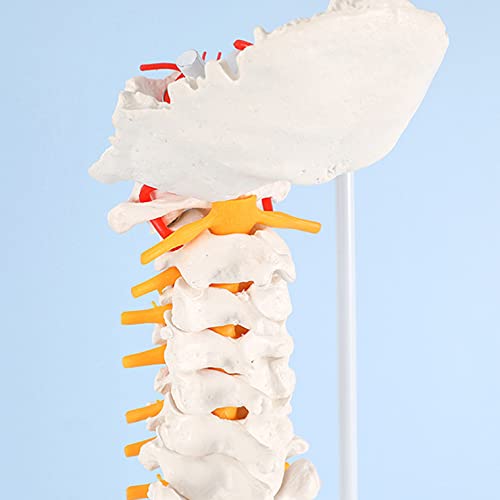 Modelo De La Columna Vertebral, Modelo De Columna Vertebral 33 Pulgadas / 85 Cm, Tamaño De Vida De La Lomo Colorido Con Vértebras, Nervios, Arterias, Columna Lumbar Y Pelvis Masculina Con Soporte