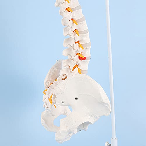 Modelo De La Columna Vertebral, Modelo De Columna Vertebral 33 Pulgadas / 85 Cm, Tamaño De Vida De La Lomo Colorido Con Vértebras, Nervios, Arterias, Columna Lumbar Y Pelvis Masculina Con Soporte