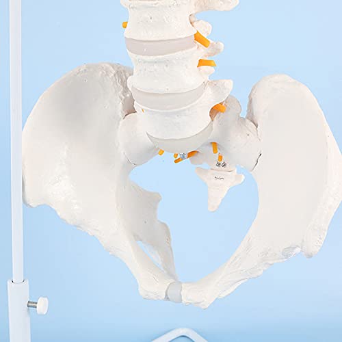 Modelo De La Columna Vertebral, Modelo De Columna Vertebral 33 Pulgadas / 85 Cm, Tamaño De Vida De La Lomo Colorido Con Vértebras, Nervios, Arterias, Columna Lumbar Y Pelvis Masculina Con Soporte