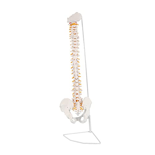 Modelo De La Columna Vertebral, Modelo De Columna Vertebral 33 Pulgadas / 85 Cm, Tamaño De Vida De La Lomo Colorido Con Vértebras, Nervios, Arterias, Columna Lumbar Y Pelvis Masculina Con Soporte