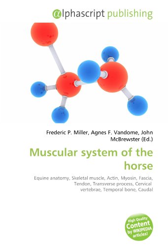 Muscular system of the horse: Equine anatomy, Skeletal muscle, Actin, Myosin, Fascia, Tendon, Transverse process, Cervical  vertebrae, Temporal bone, Caudal