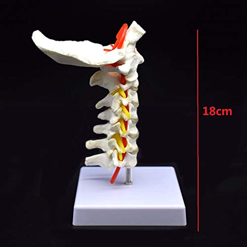 RETYLY Vértebra Cervical Arteria Columna Vertebral Nervios Vertebrales Modelo Anatómico Anatomía para la Ciencia Estudio en el Aula Exhibición Doctora Modelo Médico