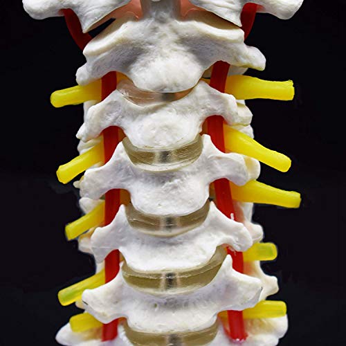 RETYLY Vértebra Cervical Arteria Columna Vertebral Nervios Vertebrales Modelo Anatómico Anatomía para la Ciencia Estudio en el Aula Exhibición Doctora Modelo Médico