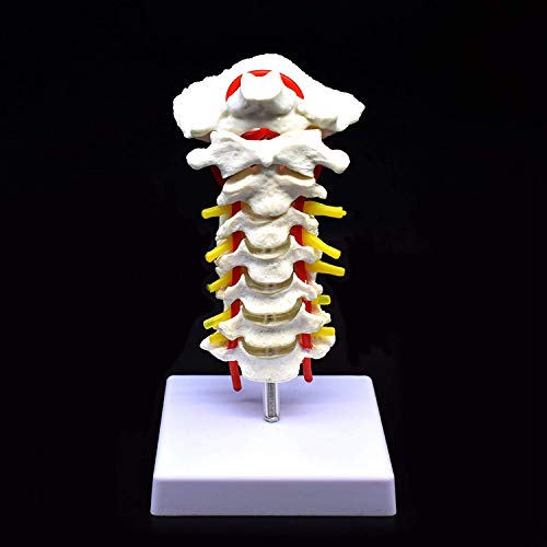 RETYLY Vértebra Cervical Arteria Columna Vertebral Nervios Vertebrales Modelo Anatómico Anatomía para la Ciencia Estudio en el Aula Exhibición Doctora Modelo Médico