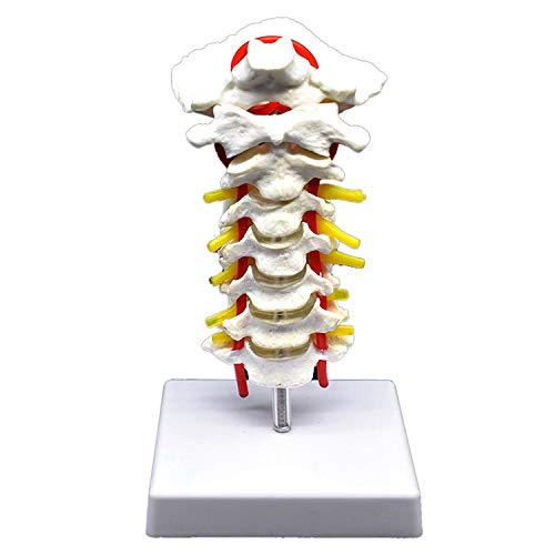 RETYLY Vértebra Cervical Arteria Columna Vertebral Nervios Vertebrales Modelo Anatómico Anatomía para la Ciencia Estudio en el Aula Exhibición Doctora Modelo Médico