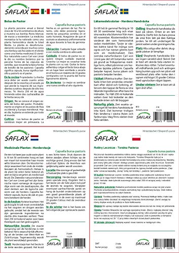 SAFLAX - - 1000 semillas - Con sustrato estéril para cultivo - Capsella bursa-pastoris