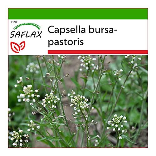 SAFLAX - - 1000 semillas - Con sustrato estéril para cultivo - Capsella bursa-pastoris