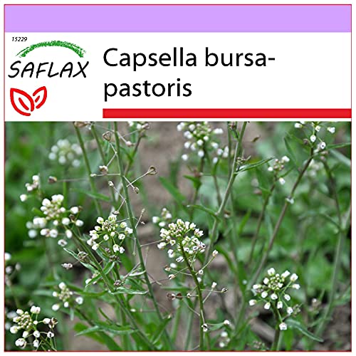 SAFLAX - Bolsa de Pastor - 1000 semillas - Capsella bursa-pastoris