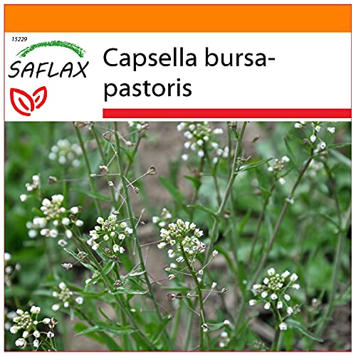 SAFLAX - Garden in the Bag - - 1000 semillas - Con sustrato de cultivo en un sacchetto rigido fácil de manejar. - Capsella bursa-pastoris