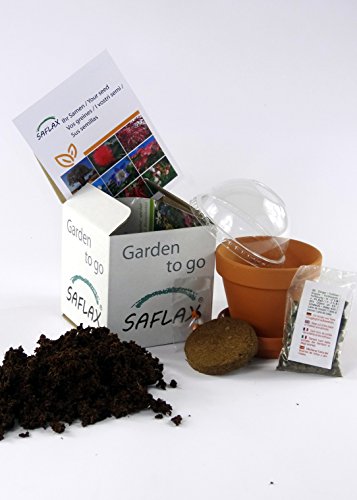 SAFLAX - Garden to Go - - 1000 semillas - Con macetero de barro, platillo, sustrato para cultivo y fertilizante - Capsella bursa-pastoris