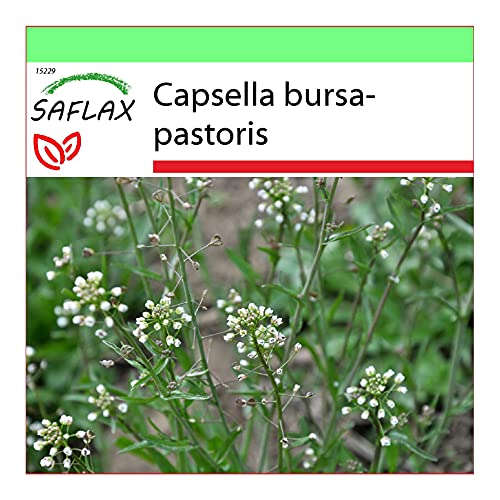 SAFLAX - Garden to Go - - 1000 semillas - Con macetero de barro, platillo, sustrato para cultivo y fertilizante - Capsella bursa-pastoris