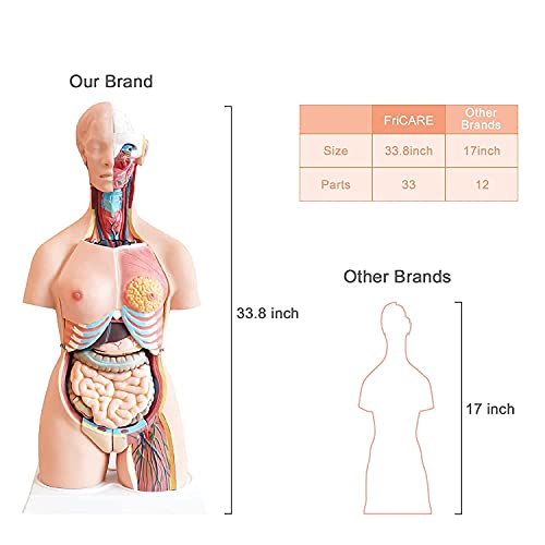 UIGJIOG 85 cm Esqueleto anatómico, Unisex Médico Torso Modelo anatómico 21 Piezas, Plantilla de tamaño Natural 33.46"con órganos extraíbles por Clase, Estudiantes, Material Educativo