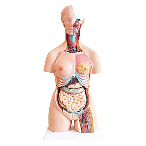 UIGJIOG 85 cm Esqueleto anatómico, Unisex Médico Torso Modelo anatómico 21 Piezas, Plantilla de tamaño Natural 33.46"con órganos extraíbles por Clase, Estudiantes, Material Educativo