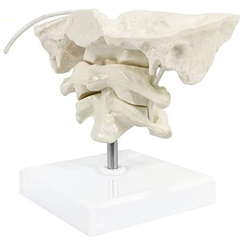 UIGJIOG Modelo de occiputa Modelo de la Columna Cervical Humana, Modelo de PVC Modelo óseo Occipital para la enseñanza médica Ayuda de la enseñanza Modelo Educativo