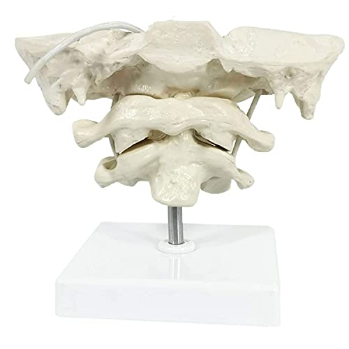 UIGJIOG Modelo de occiputa Modelo de la Columna Cervical Humana, Modelo de PVC Modelo óseo Occipital para la enseñanza médica Ayuda de la enseñanza Modelo Educativo